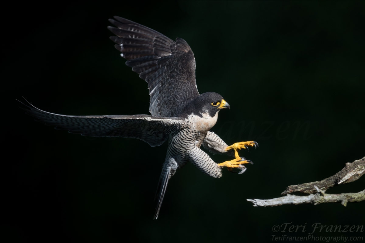 Peregrine Falcon In Flight